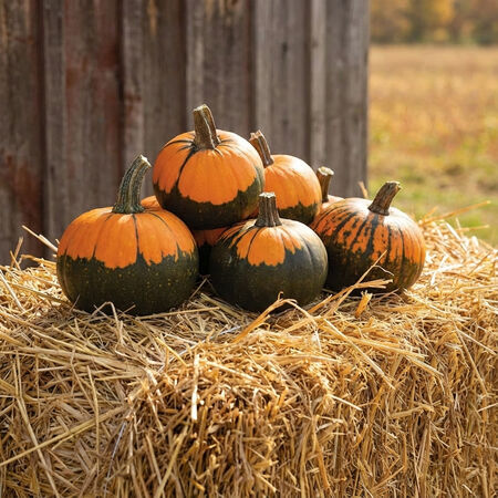 Batwing, (F1) Pumpkin Seeds - Packet image number null